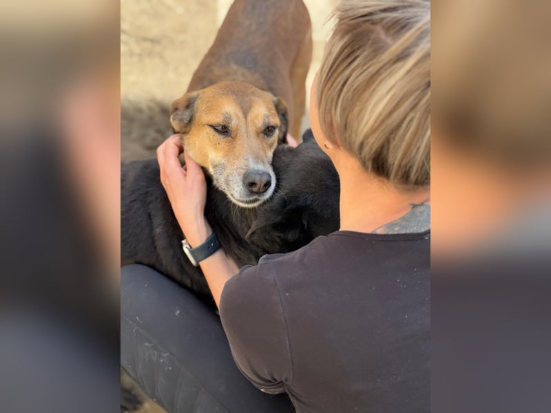 Bella - liebevolle und super verträgliche Hündin sucht Zuhause