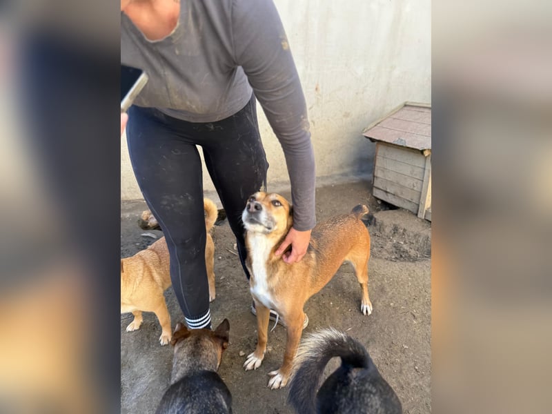 Bella - liebevolle und super verträgliche Hündin sucht Zuhause