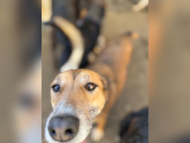 Bella - liebevolle und super verträgliche Hündin sucht Zuhause