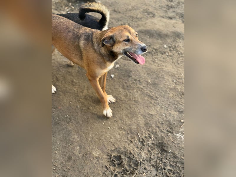 Bella - liebevolle und super verträgliche Hündin sucht Zuhause