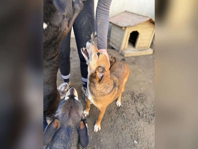 Bella - liebevolle und super verträgliche Hündin sucht Zuhause