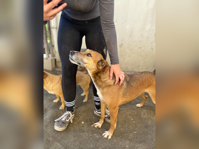 Bella - liebevolle und super verträgliche Hündin sucht Zuhause