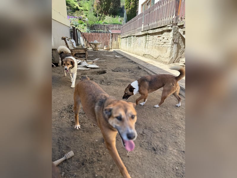 Bella - liebevolle und super verträgliche Hündin sucht Zuhause