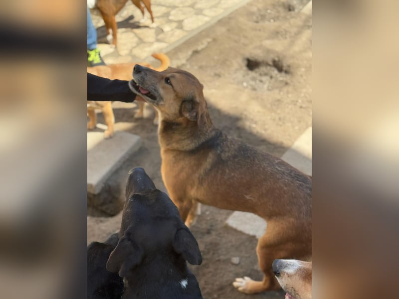Bella - liebevolle und super verträgliche Hündin sucht Zuhause