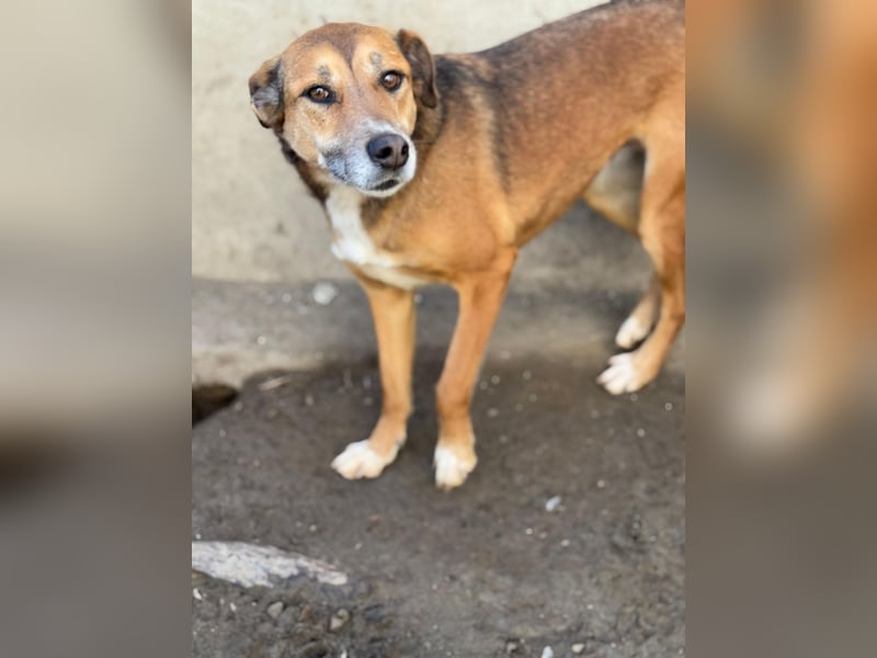Bella - liebevolle und super verträgliche Hündin sucht Zuhause