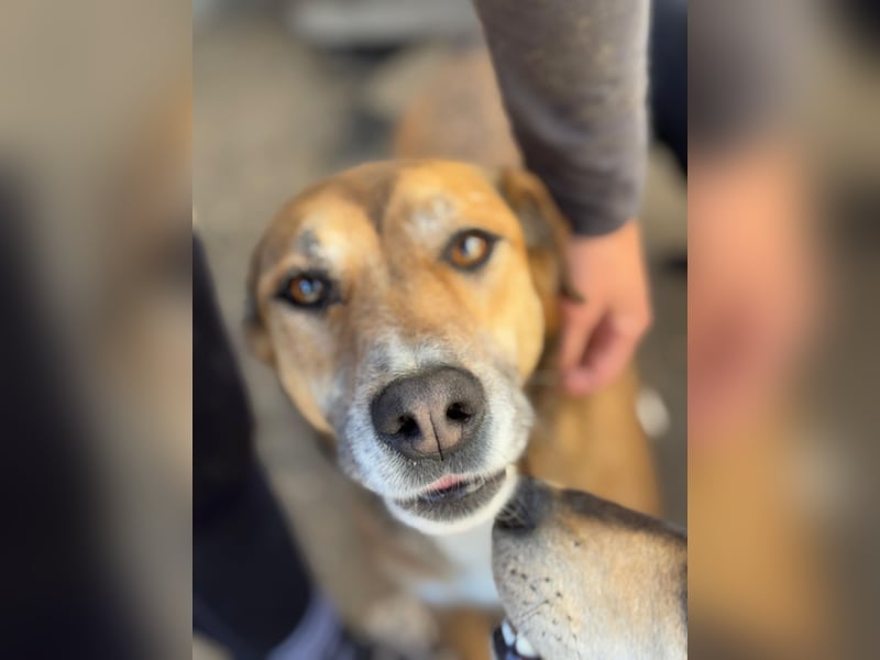 Bella - liebevolle und super verträgliche Hündin sucht Zuhause