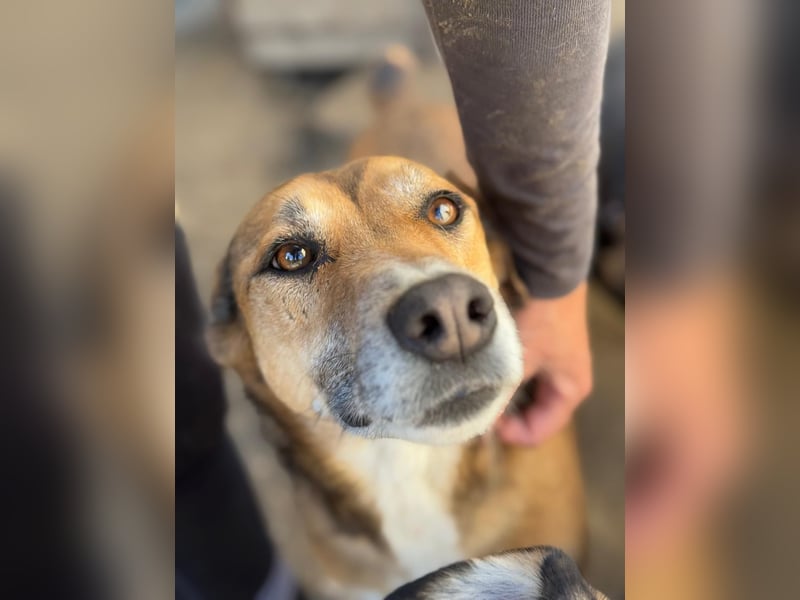Bella - liebevolle und super verträgliche Hündin sucht Zuhause