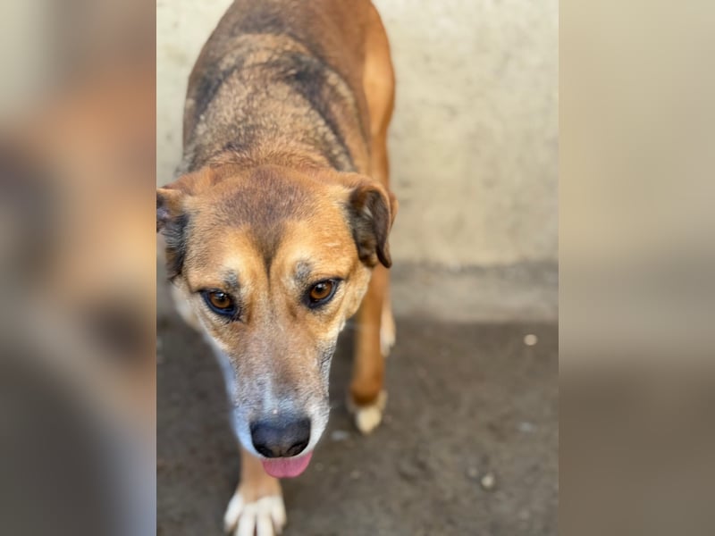 Bella - liebevolle und super verträgliche Hündin sucht Zuhause