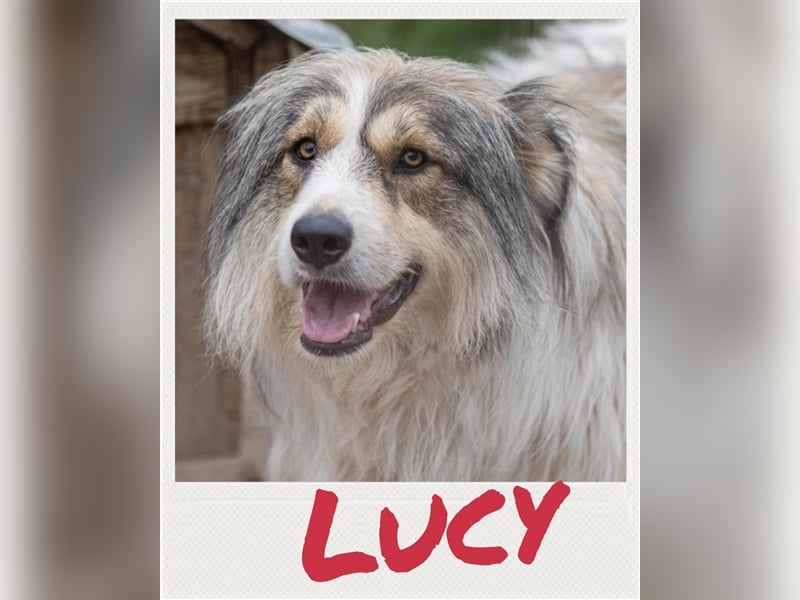 Lucy - vorsichtige Hündin