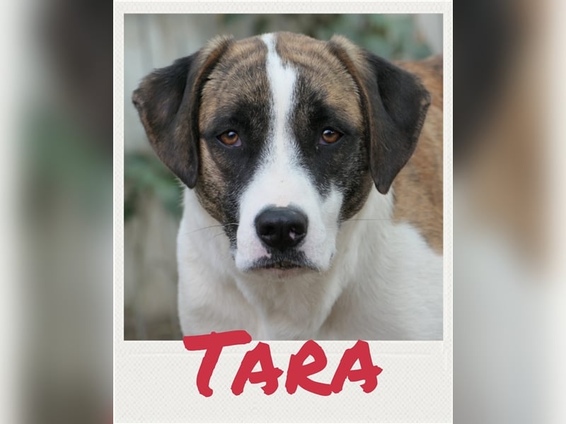 Tara - ängstliche Hündin