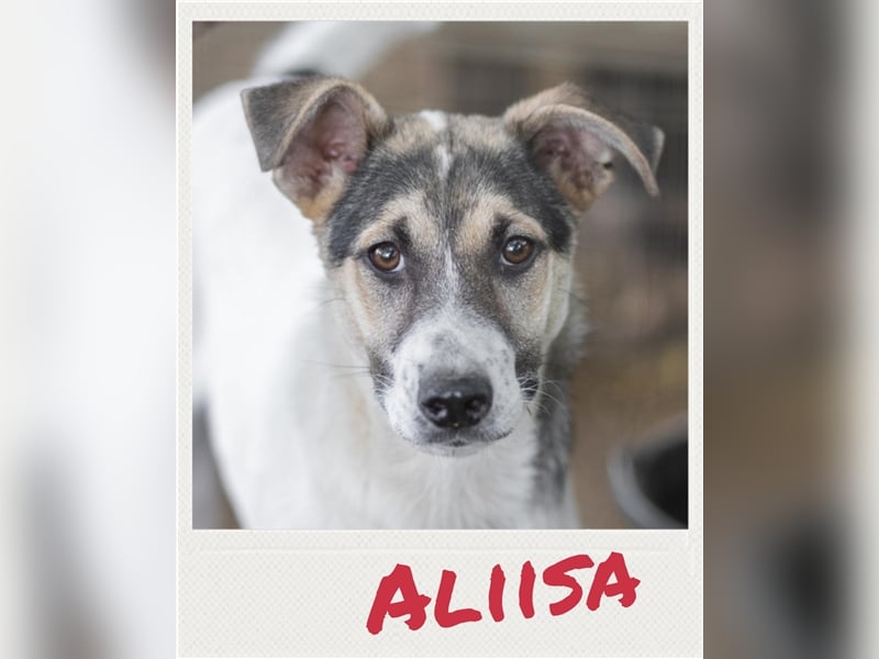 Aliisa - sehr ängstliche Hündin