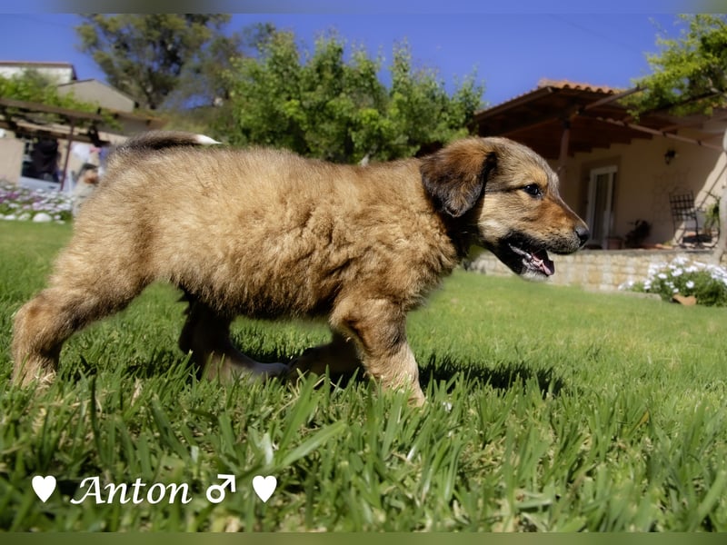 Annie und ihre Geschwister suchen ein Zuhause