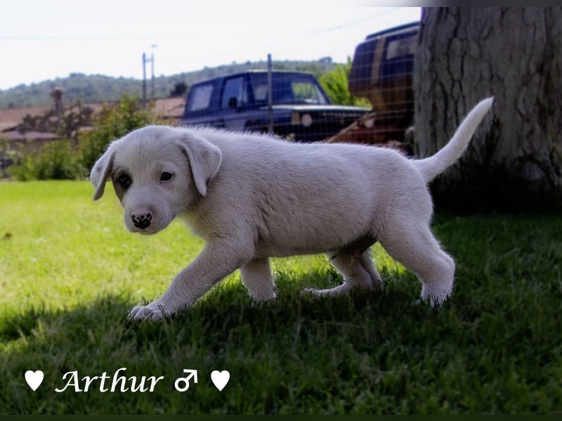 Annie und ihre Geschwister suchen ein Zuhause