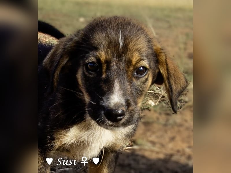 Susi und Snoopy( reserv.) suchen ein Zuhause