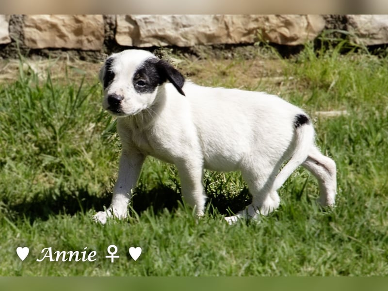Annie und ihre Geschwister suchen ein Zuhause