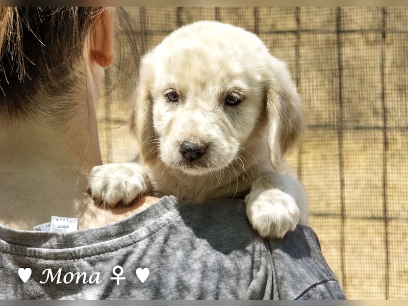 Millie, Marla, Mona und Monja (reserv.) suchen ab Mitte September ein Zuhause