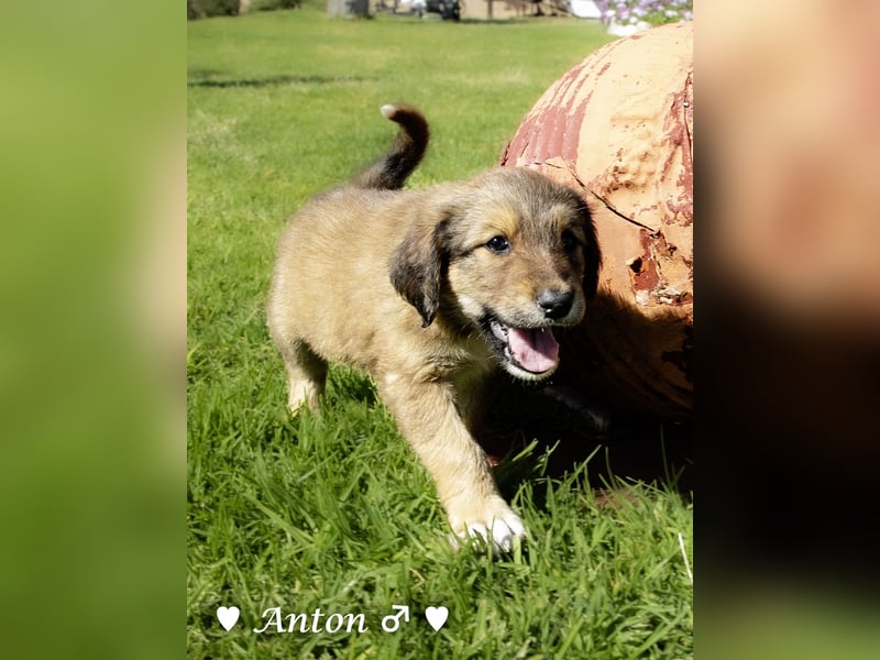 Annie und ihre Geschwister suchen ein Zuhause
