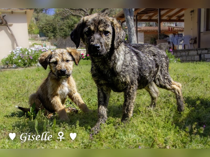 Gigi und Giselle suchen ein Zuhause