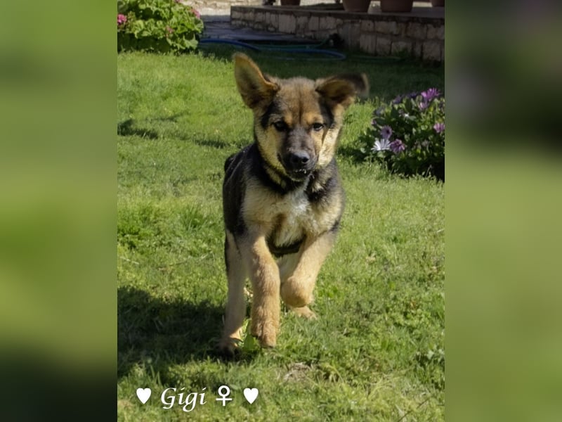 Gigi und Giselle suchen ein Zuhause