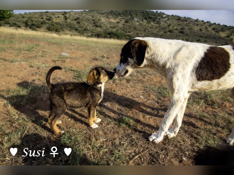 Susi und Snoopy( reserv.) suchen ein Zuhause