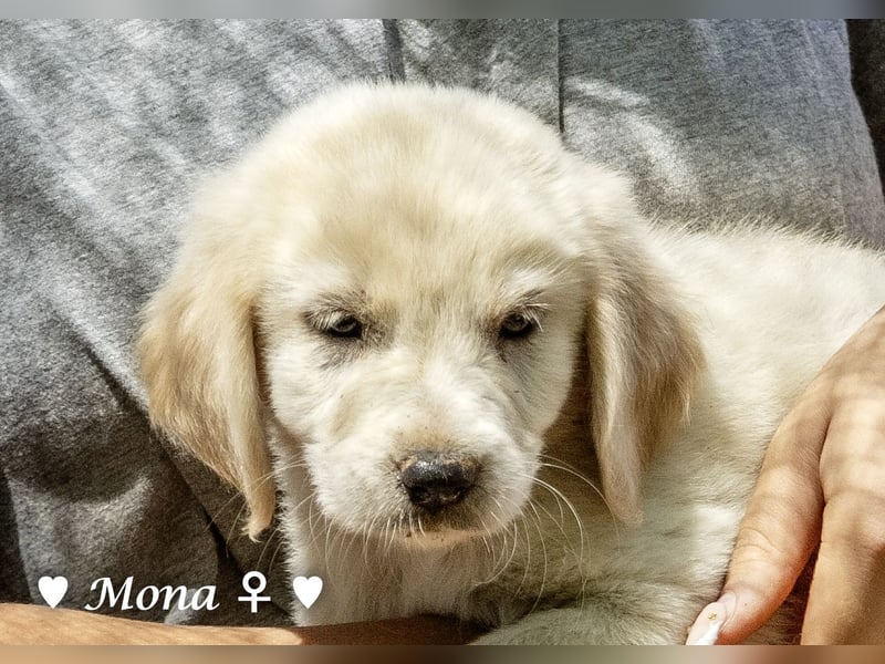 Millie, Marla, Mona und Monja (reserv.) suchen ab Mitte September ein Zuhause