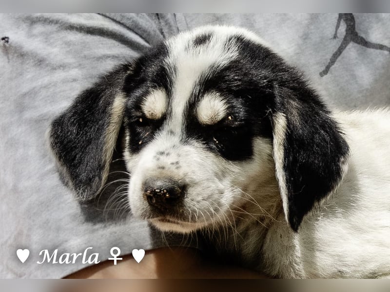 Millie, Marla, Mona und Monja (reserv.) suchen ab Mitte September ein Zuhause