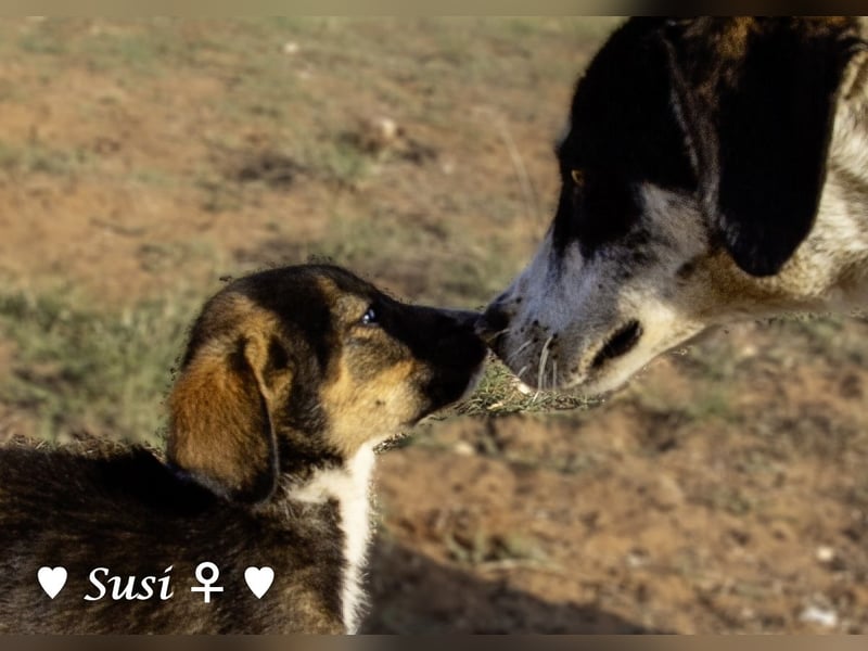 Susi und Snoopy( reserv.) suchen ein Zuhause