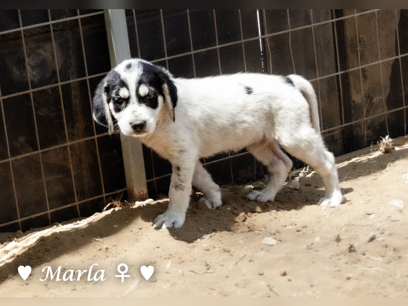 Millie, Marla, Mona und Monja (reserv.) suchen ab Mitte September ein Zuhause