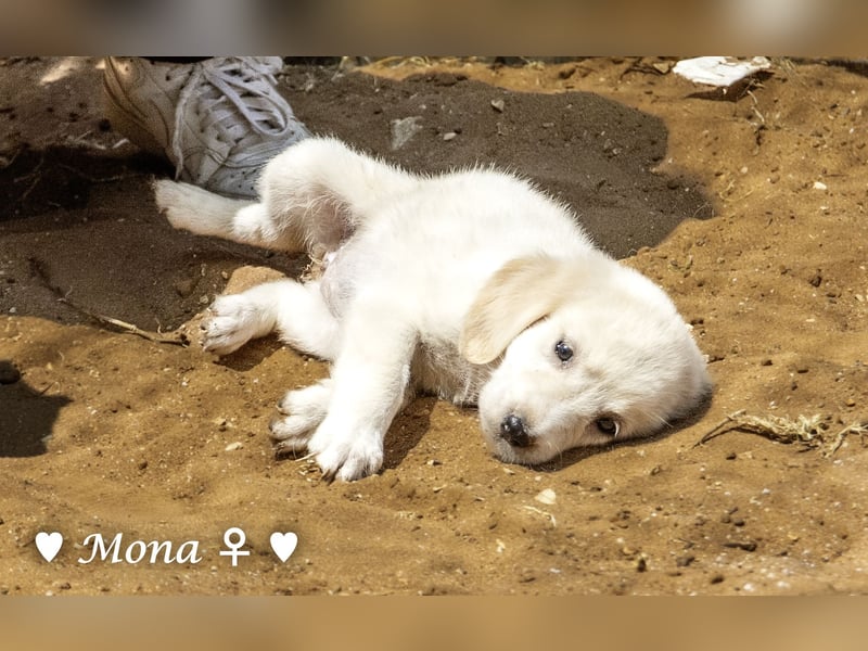 Millie, Marla, Mona und Monja (reserv.) suchen ab Mitte September ein Zuhause