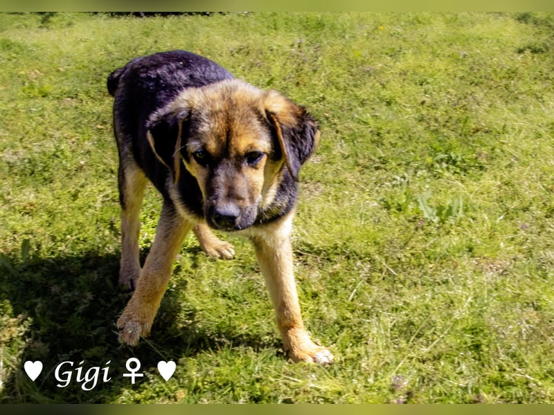 Gigi und Giselle suchen ein Zuhause