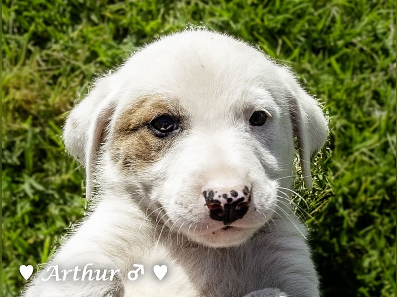 Annie und ihre Geschwister suchen ein Zuhause