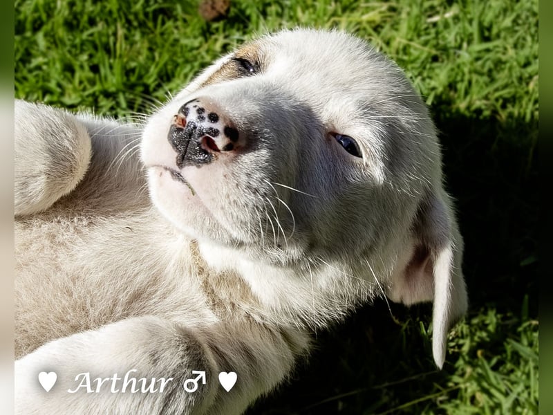 Annie und ihre Geschwister suchen ein Zuhause