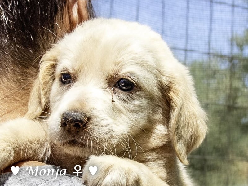 Millie, Marla, Mona und Monja (reserv.) suchen ab Mitte September ein Zuhause