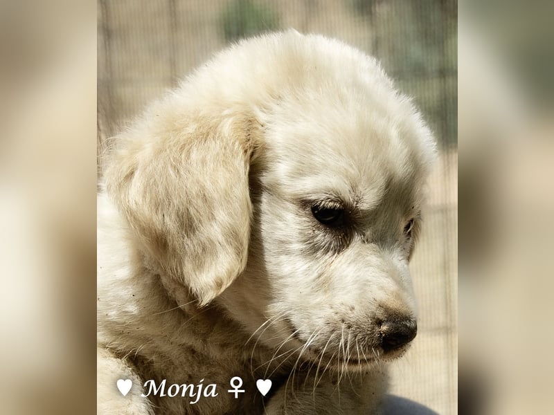 Millie, Marla, Mona und Monja (reserv.) suchen ab Mitte September ein Zuhause
