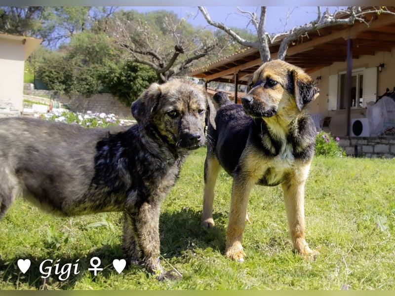 Gigi und Giselle suchen ein Zuhause