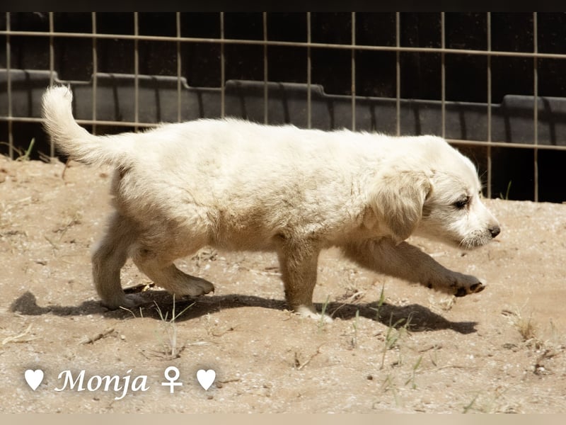 Millie, Marla, Mona und Monja (reserv.) suchen ab Mitte September ein Zuhause