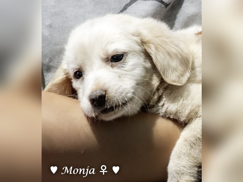 Millie, Marla, Mona und Monja (reserv.) suchen ab Mitte September ein Zuhause