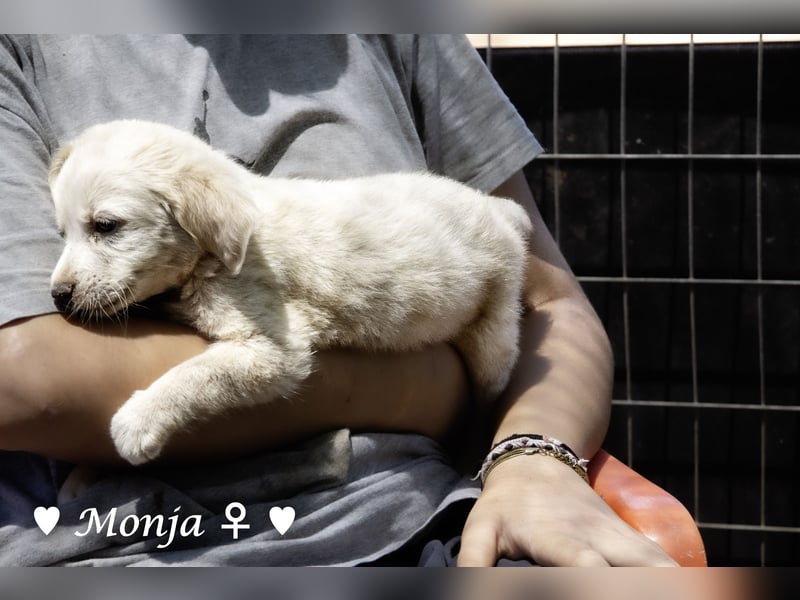 Millie, Marla, Mona und Monja (reserv.) suchen ab Mitte September ein Zuhause