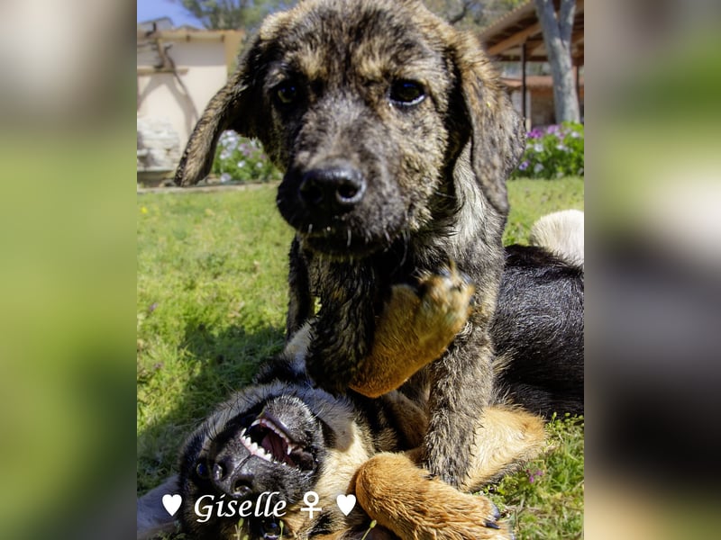 Gigi und Giselle suchen ein Zuhause