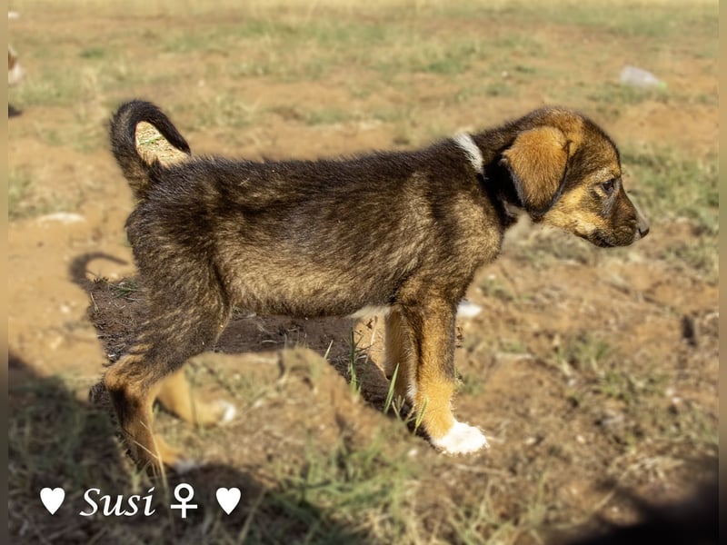Susi und Snoopy( reserv.) suchen ein Zuhause
