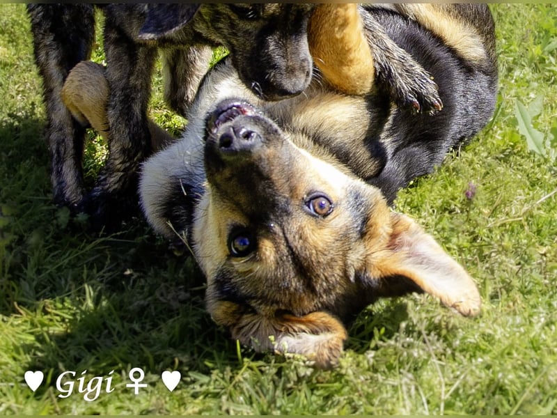 Gigi und Giselle suchen ein Zuhause