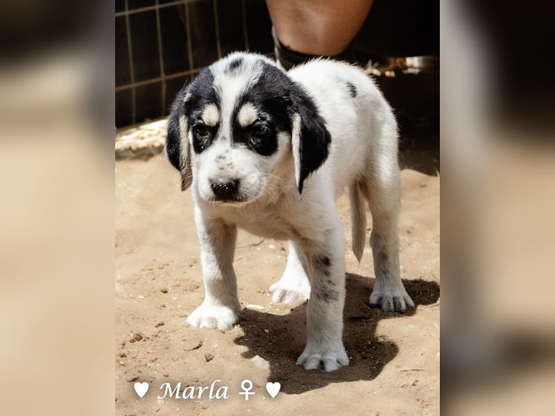 Millie, Marla, Mona und Monja (reserv.) suchen ab Mitte September ein Zuhause