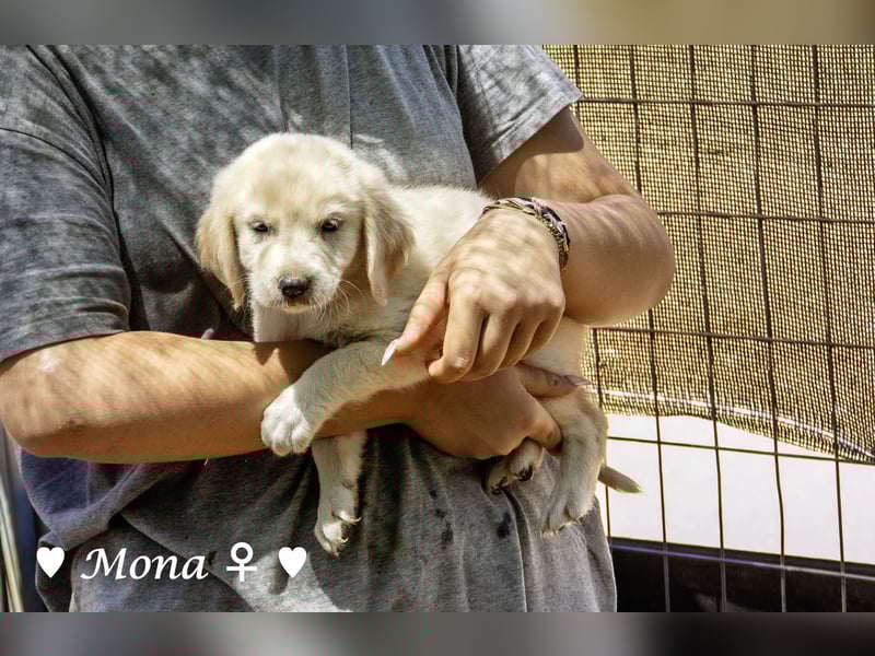 Millie, Marla, Mona und Monja (reserv.) suchen ab Mitte September ein Zuhause