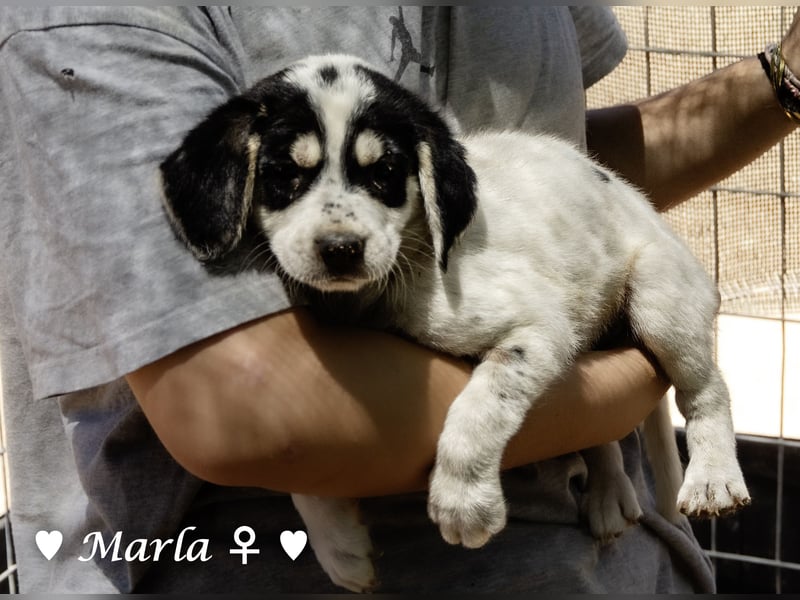 Millie, Marla, Mona und Monja (reserv.) suchen ab Mitte September ein Zuhause