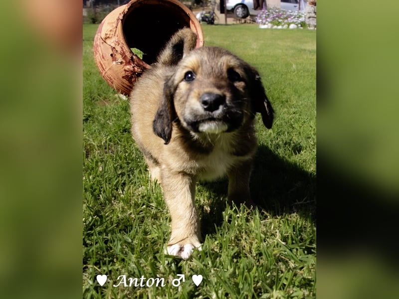 Annie und ihre Geschwister suchen ein Zuhause