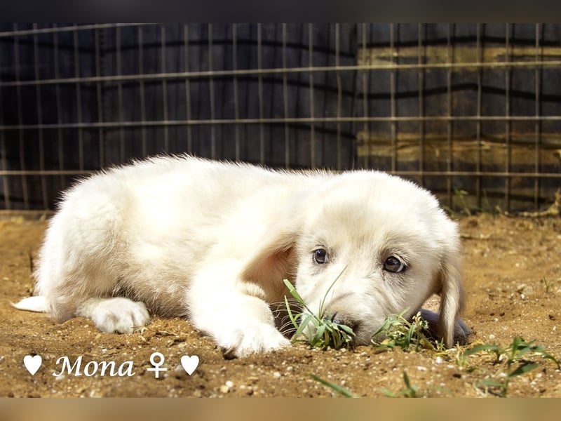 Millie, Marla, Mona und Monja (reserv.) suchen ab Mitte September ein Zuhause