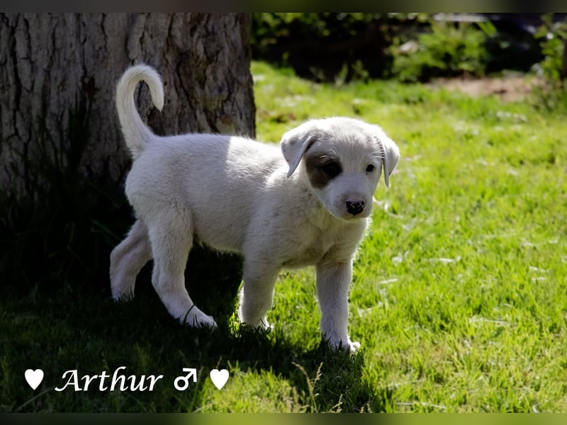 Annie und ihre Geschwister suchen ein Zuhause