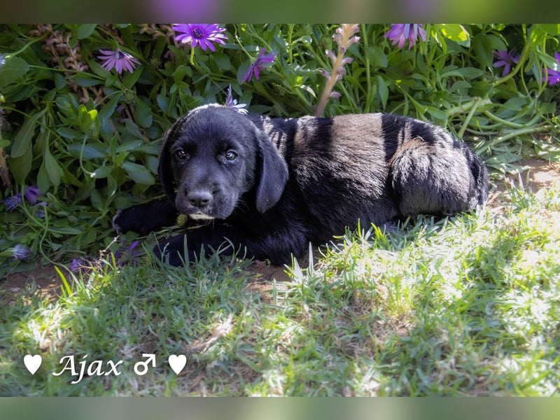 Annie und ihre Geschwister suchen ein Zuhause