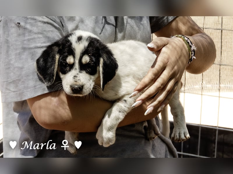 Millie, Marla, Mona und Monja (reserv.) suchen ab Mitte September ein Zuhause