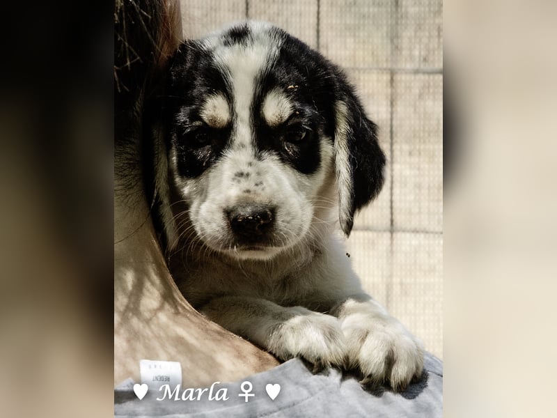 Millie, Marla, Mona und Monja (reserv.) suchen ab Mitte September ein Zuhause